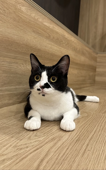 バーニャに仲間入り💖3匹の猫ちゃんのご紹介！！