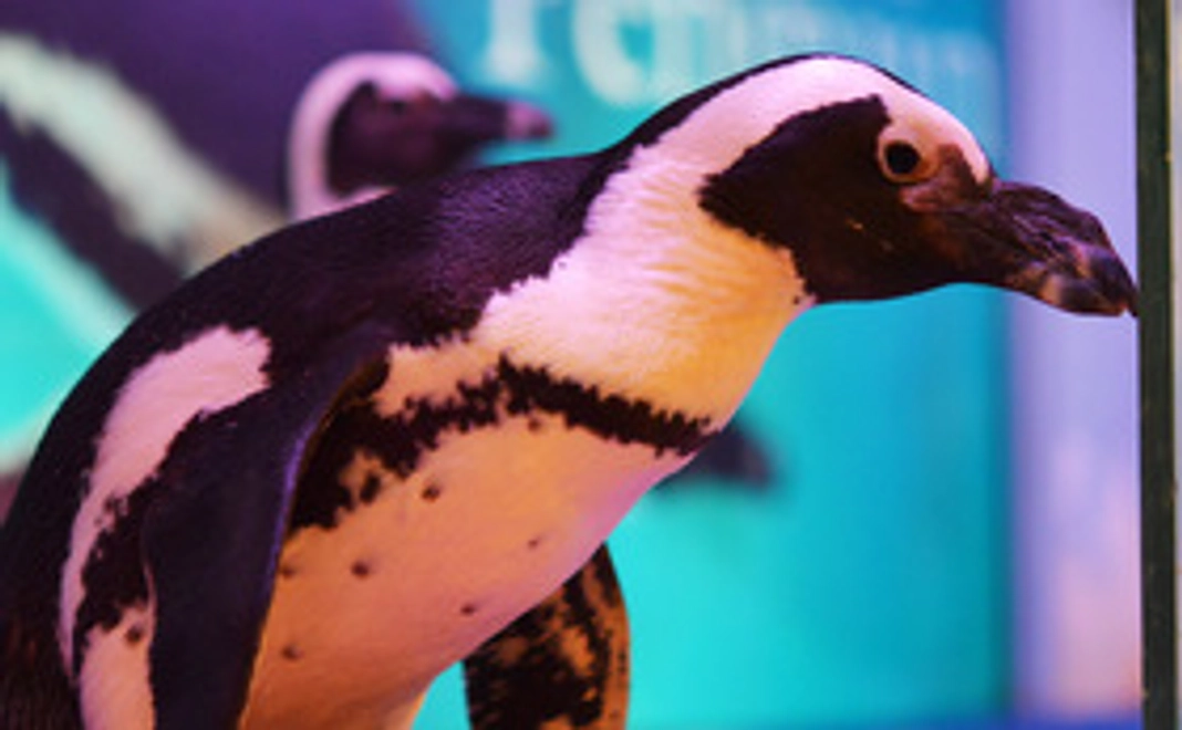 お気持ち。ペンギンのおやつ