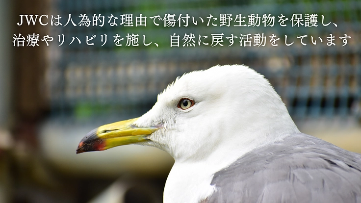 一刻を争う命と向き合うために。傷病野生鳥獣を救う医療機器の導入へ 2枚目