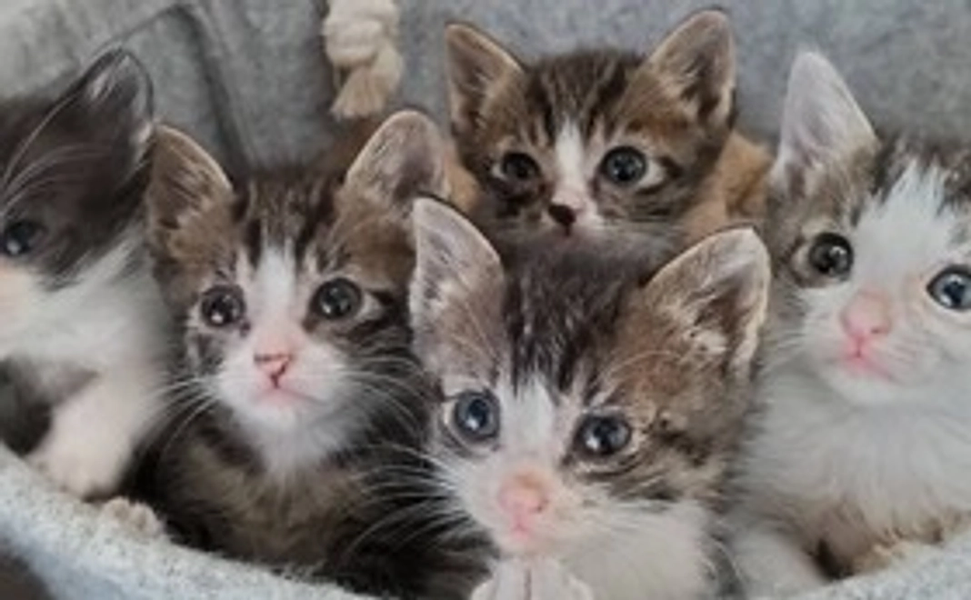 リターンは不要で良いかニャ？感謝のメールを送ります。