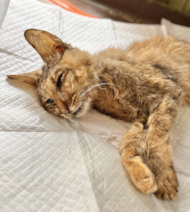 キツネさんからのメッセージ