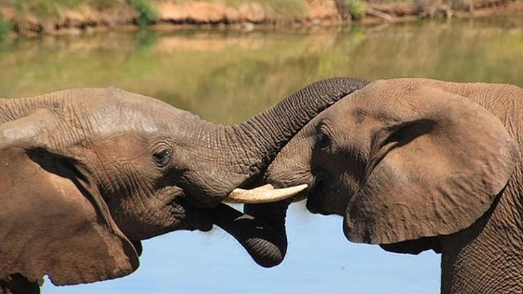 象を絶滅から守るため、象のうんこのアート展を全国巡回させたい