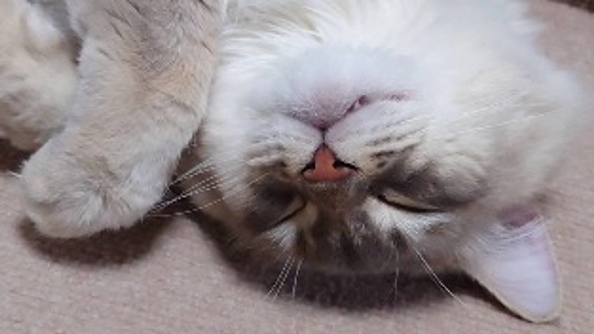 明日4月18日23時よりインスタライブをします。