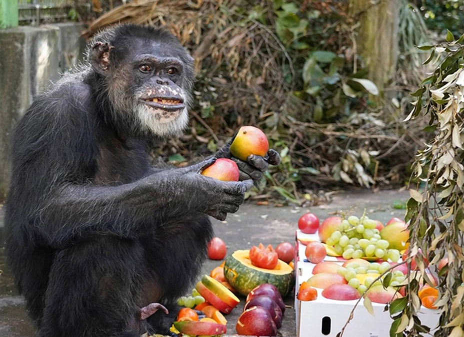 ショウボウの快気祝い