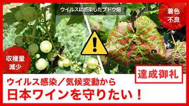 日本ワインの未来を救え！世界基準の「ワイン苗木」原木園を設立へ のトップ画像