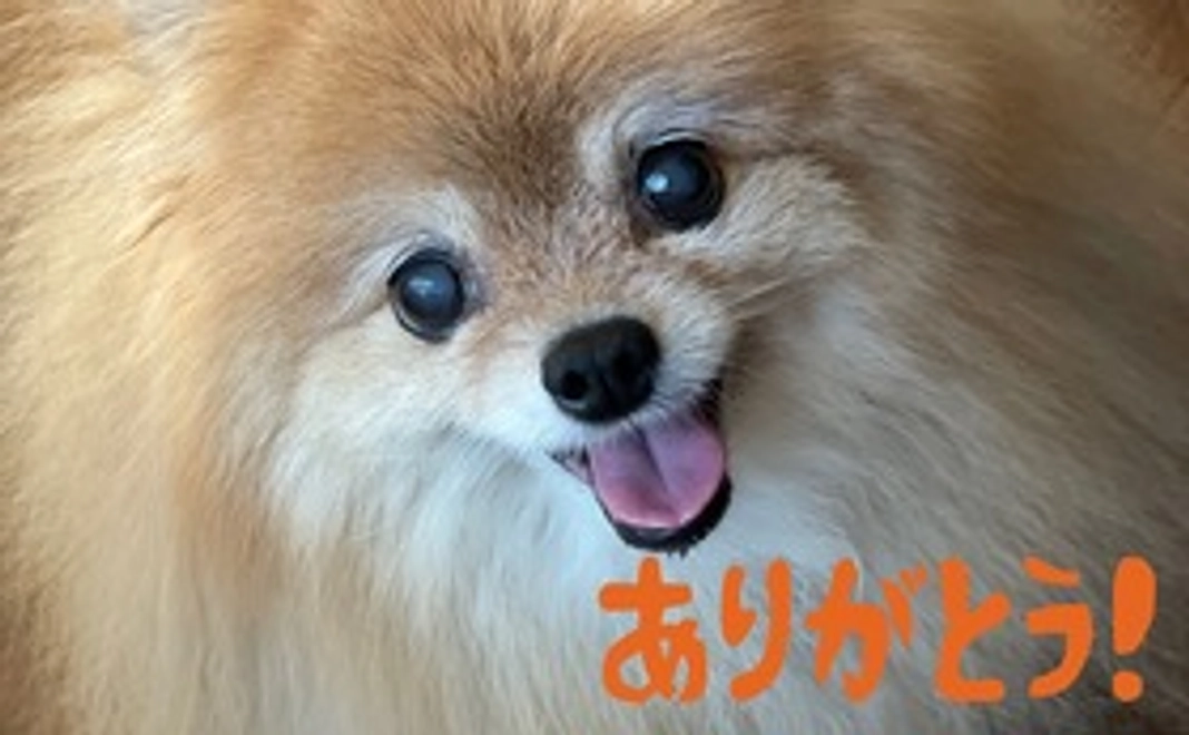 ご支援ありがとうございます１