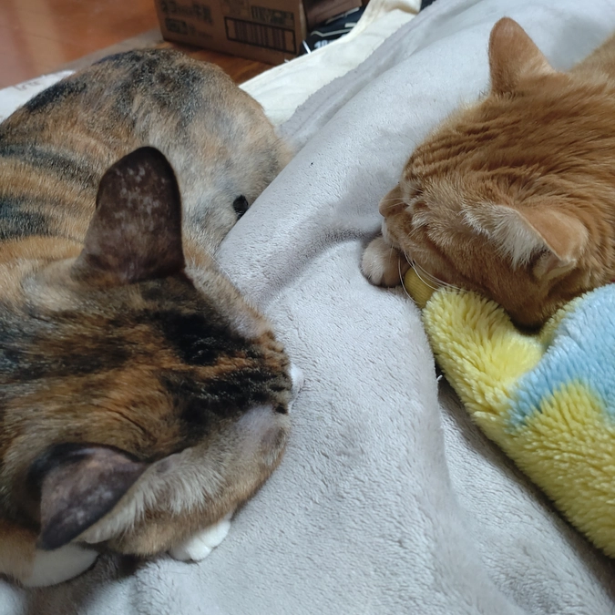 微妙な距離感😸