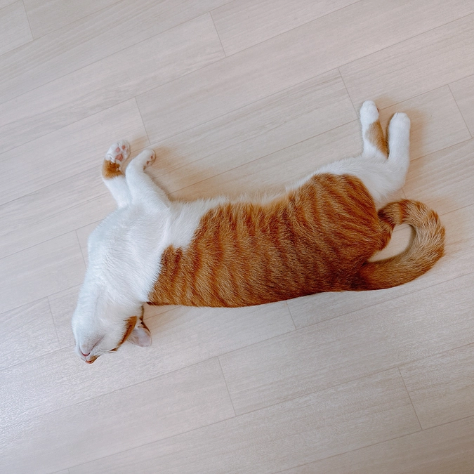 達成率77%到達のご報告/プロジェクト終了まで残り5日