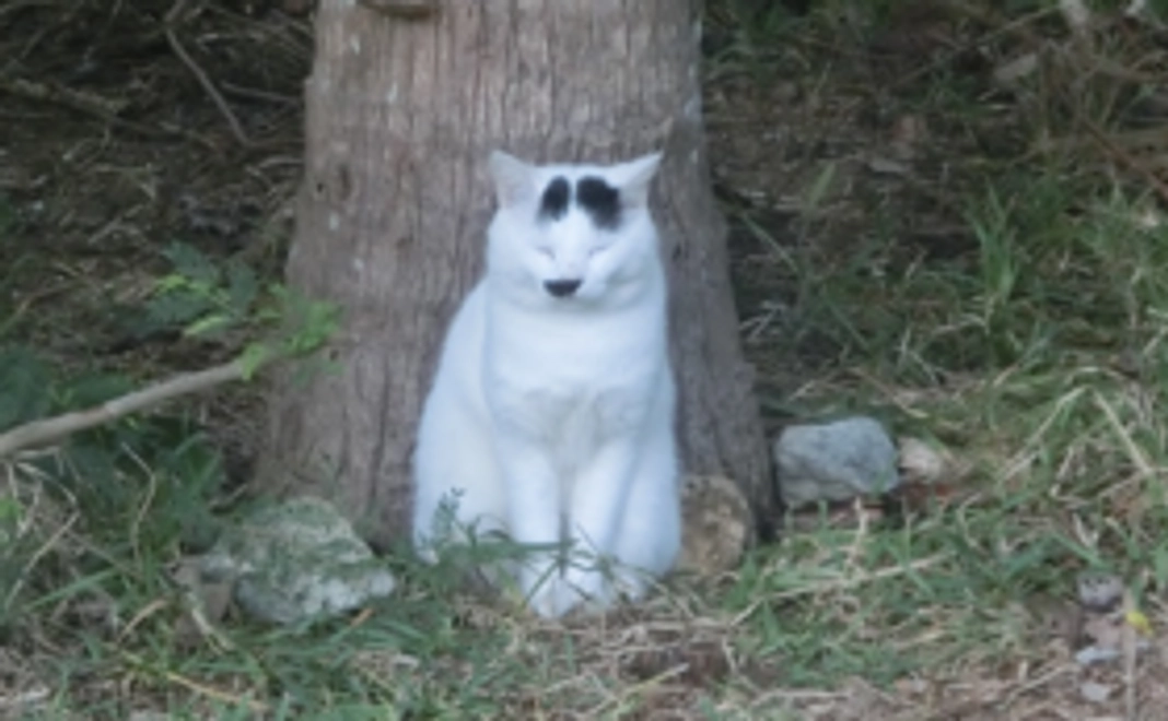 石垣島の猫たちへの応援コース