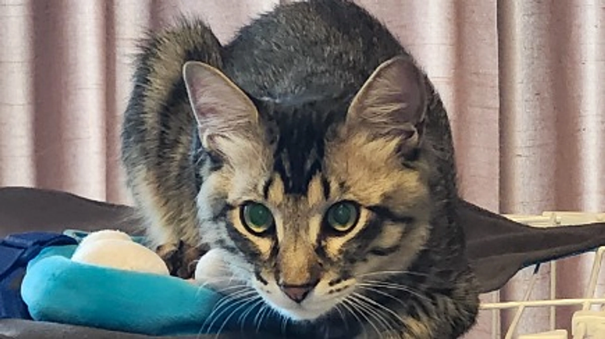 プロジェクト期限まで、あと4日！