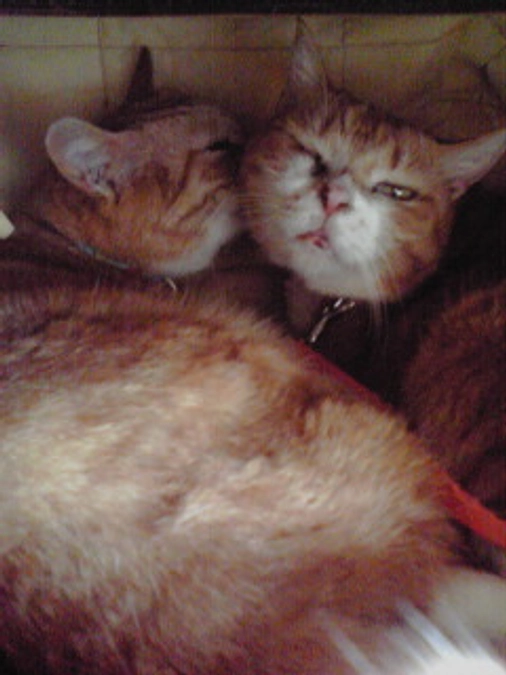 50%達成できました。