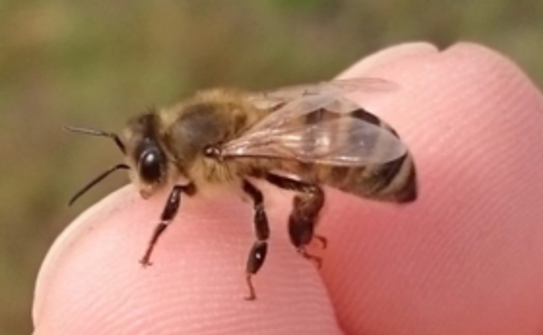 【応援コース】ニホンミツバチの飼育活動を全力応援