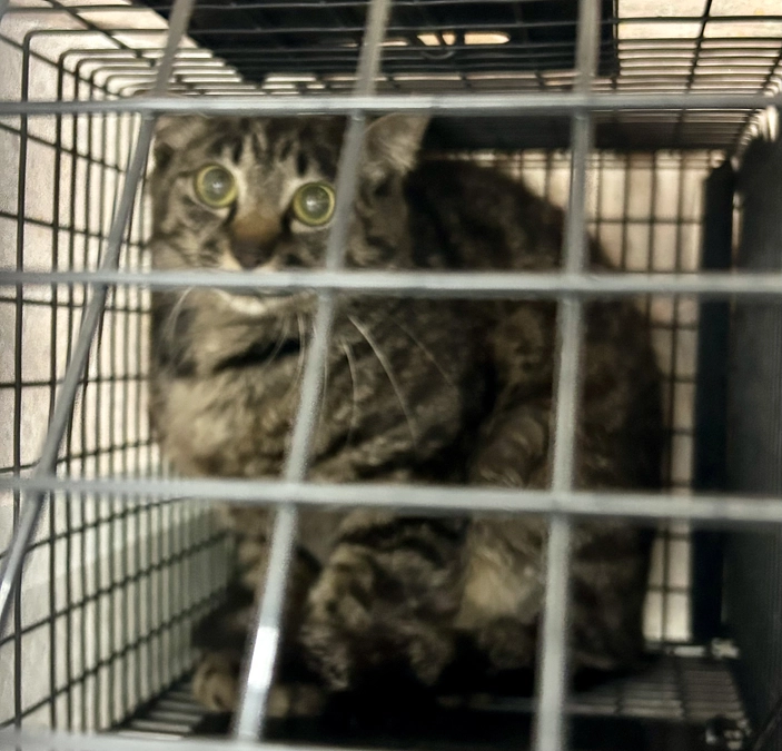 TNRお手伝いしました🐱