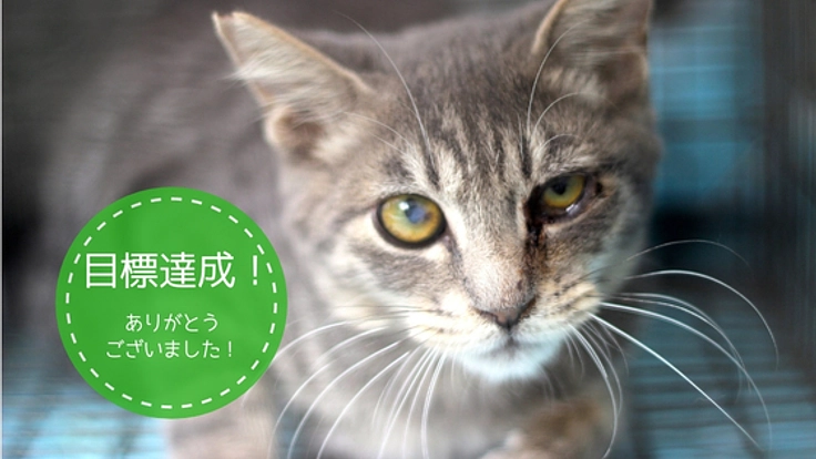さくらねこTNR活動で大阪 梅田を世界一猫に優しい歓楽街に！