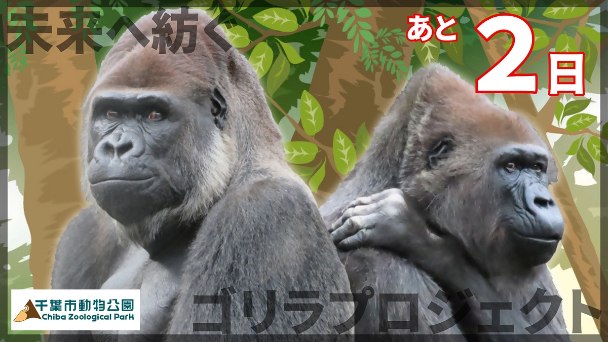 終了まであと2日！いただいた応援メッセージのご紹介