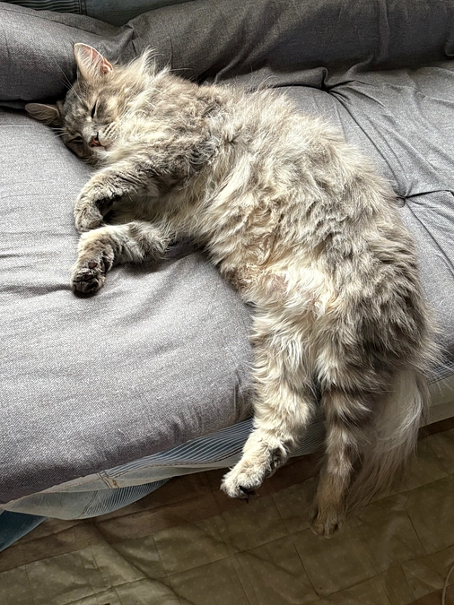 ⏰本日が最終日です（23:00まで）。最後のお願いです。