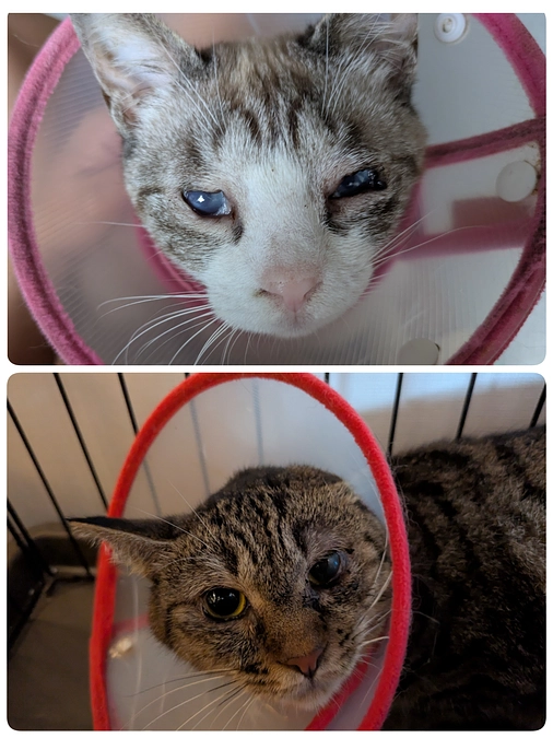 ［あおいちゃん］［こももちゃん］の経過