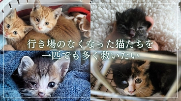 地域猫と人の共存を目指して│保護猫の医療費と療養費にご支援を のトップ画像