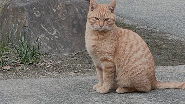 餌やりさんがいなくなる神社で暮らす猫たちを守りたい のトップ画像