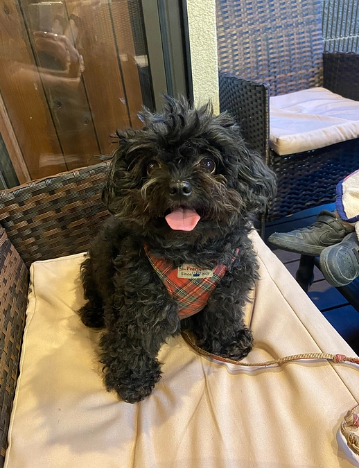 ついに明日手術です🐶🫀🏥