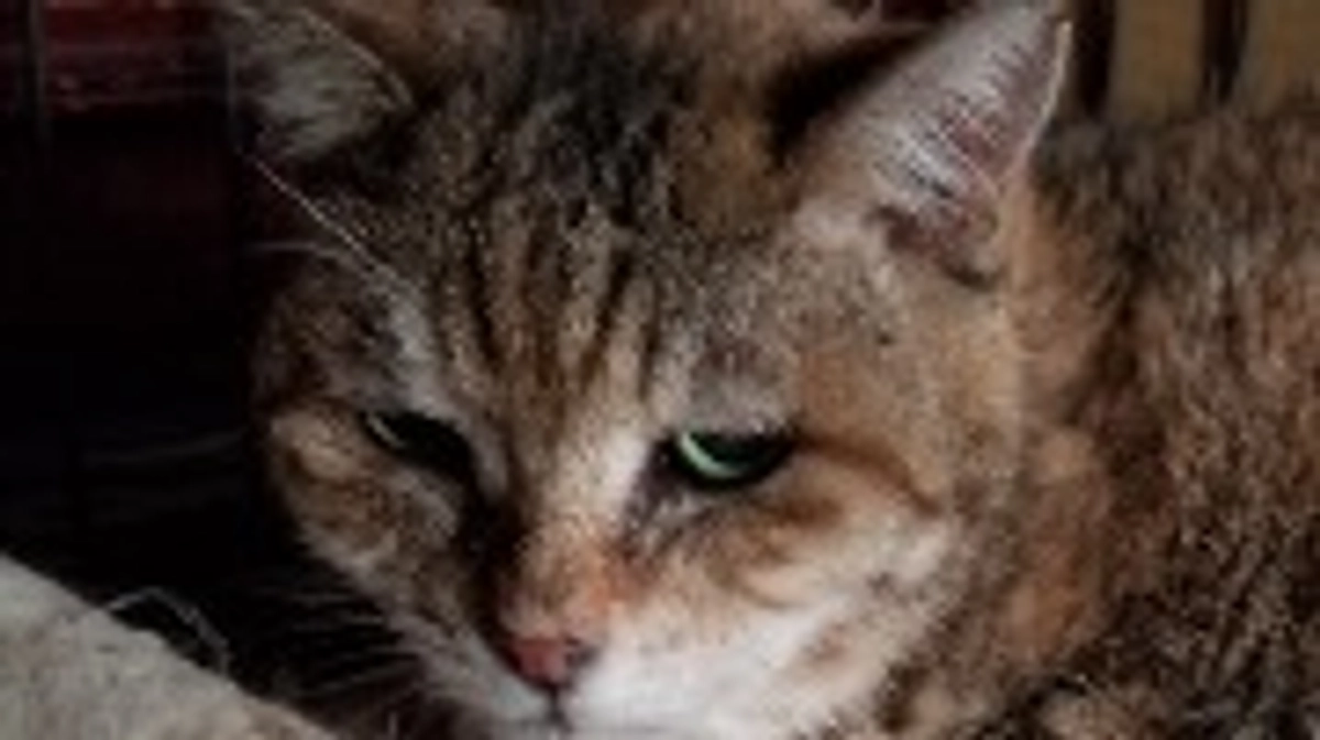 昨日しゃーに会いに行ってきました。