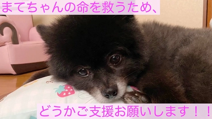 愛犬まてちゃんの心臓病手術費用のご支援をお願いします。