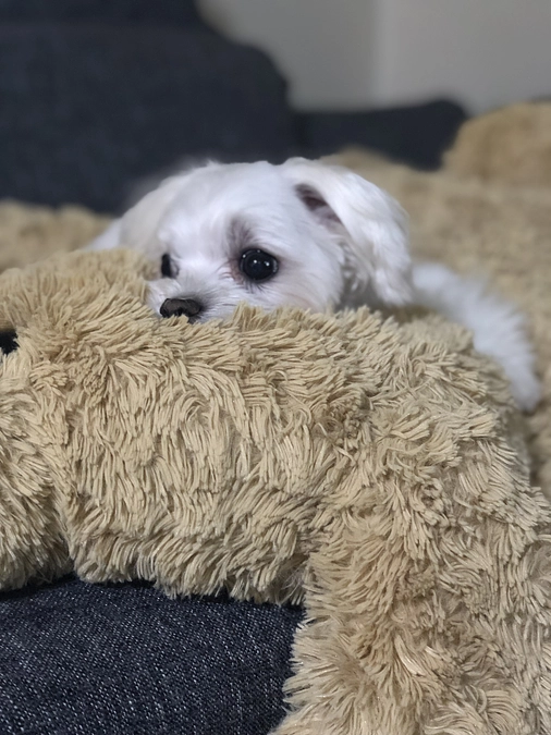 とうとう残り64時間.....