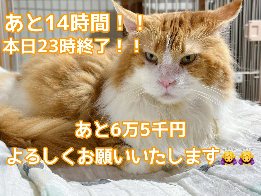 今朝のシャルト　本日23時締切！！残り14時間！！