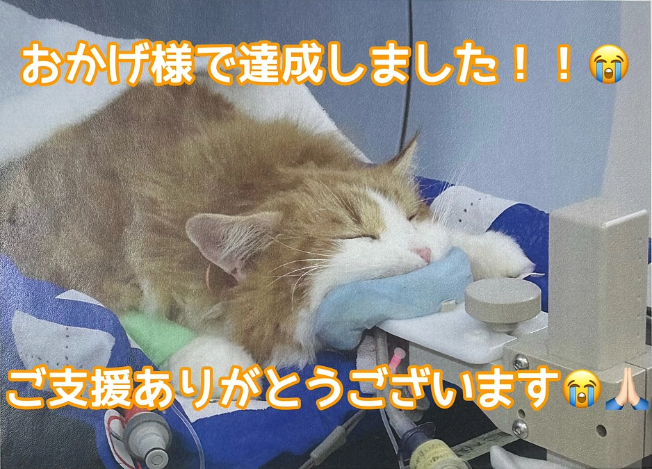 ご支援ありがとうございます🙇‍♀️おかげ様で達成しました！！😭🙏🏻