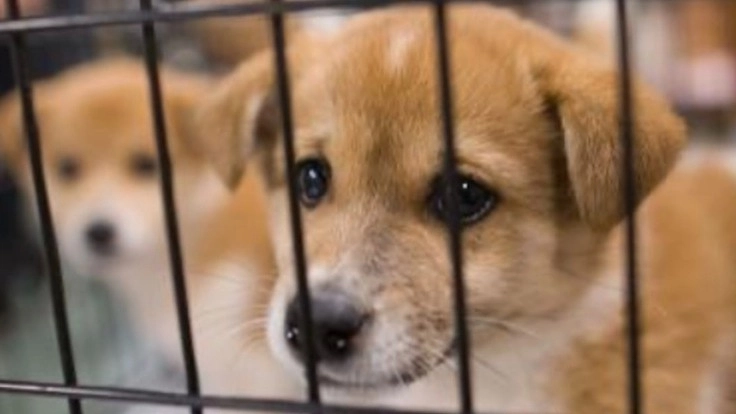 PDTはぐくみパートナー募集｜保護犬との出会いの場が在り続ける為に