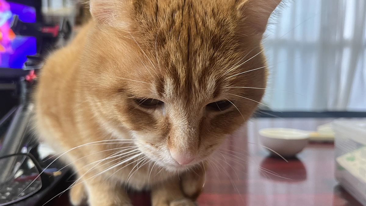 猫の炎症性腸疾患（IBD）について❷