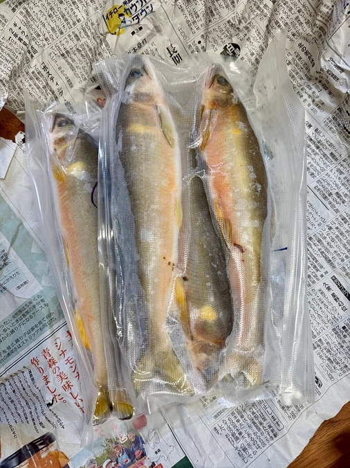 立派なアユです。