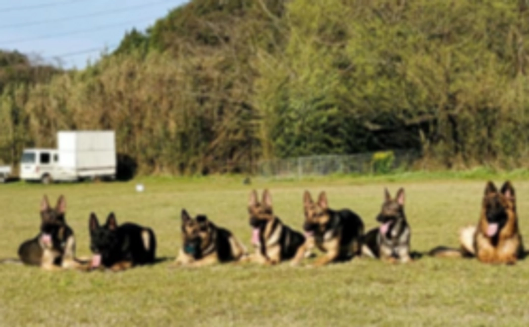 お気持ち上乗せコース）災害救助犬・警察犬訓練カレンダーをお送りします！