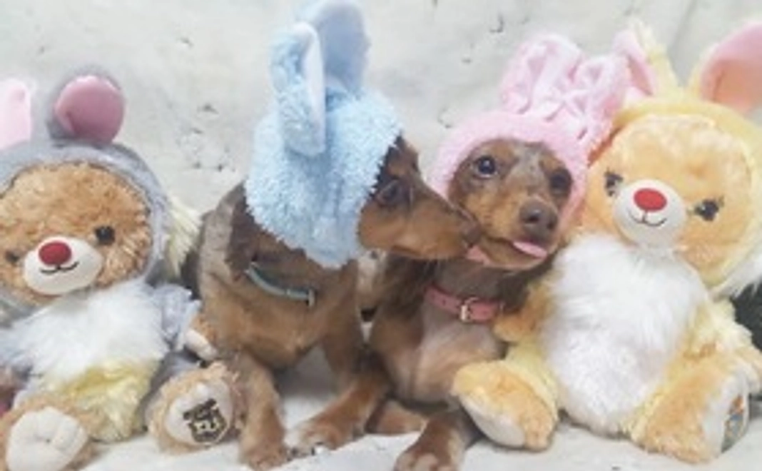 お礼メールとピコの写真A