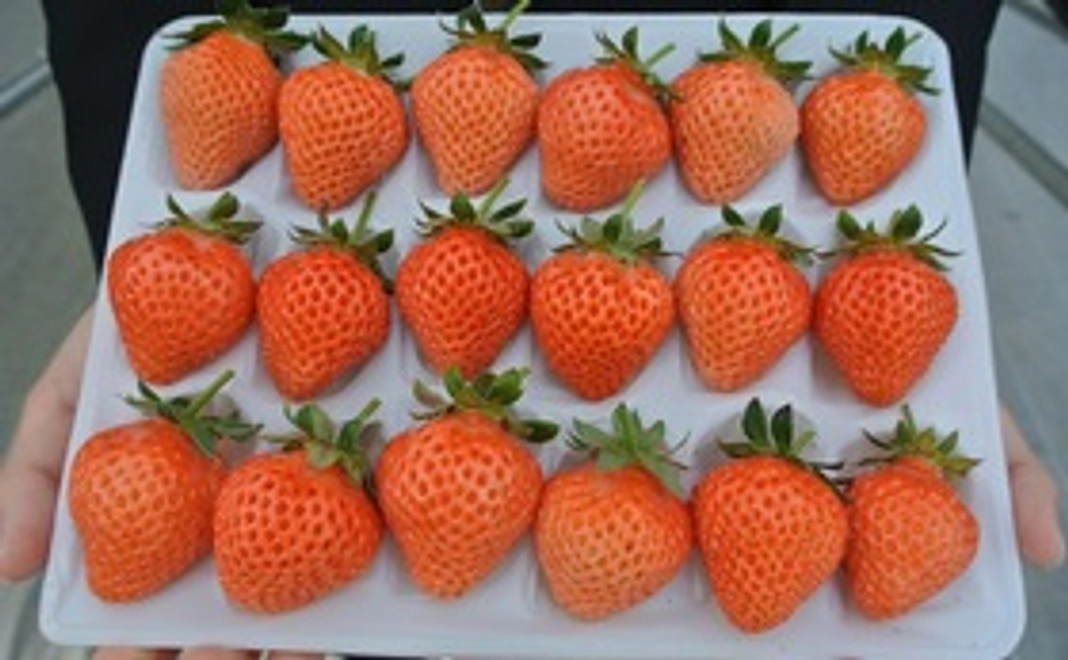 美味しい桃薫18個入り＆いちご石鹸コース