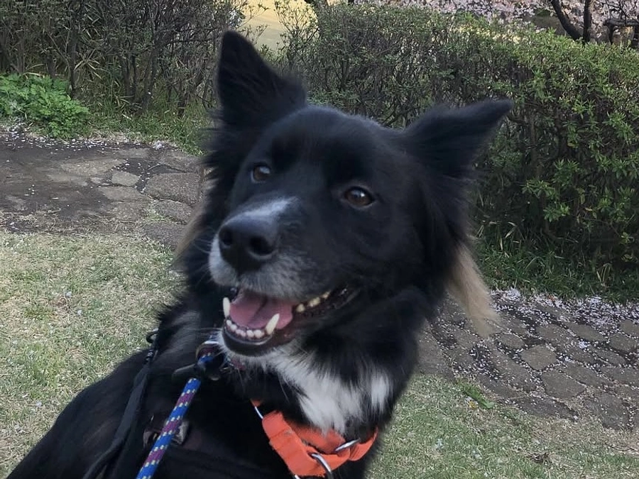 ボランティアの胸のうち　私にしかできないことがあるIさん