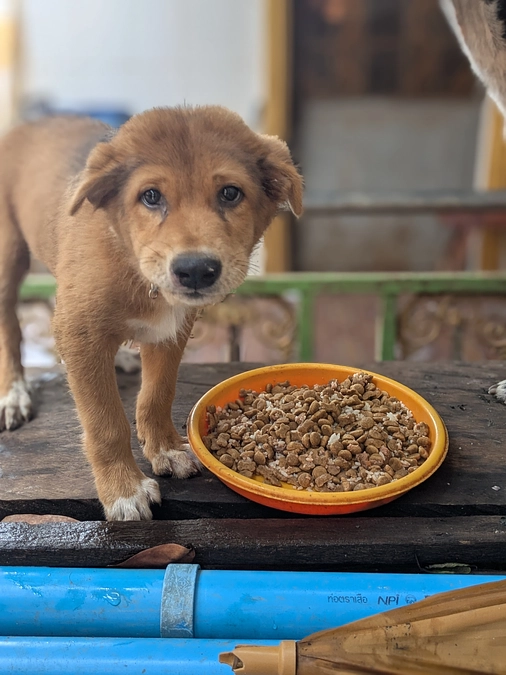 「ダム」に残されたった一匹の子犬「ロッキー」の今