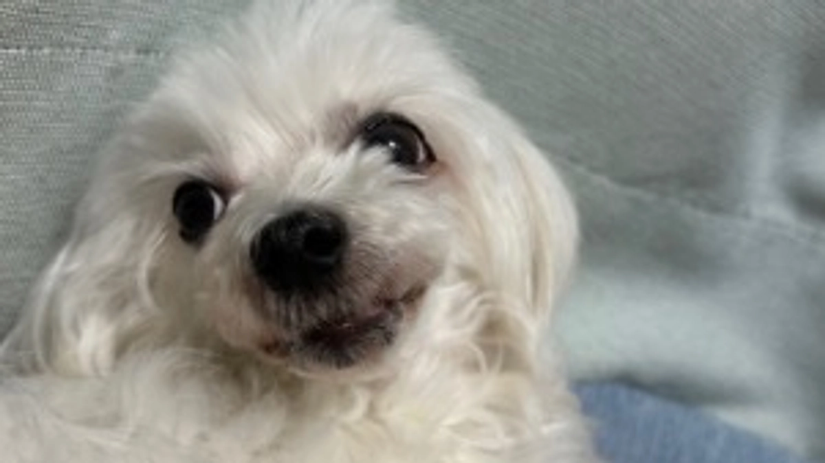 術前最後の通院に行きました。