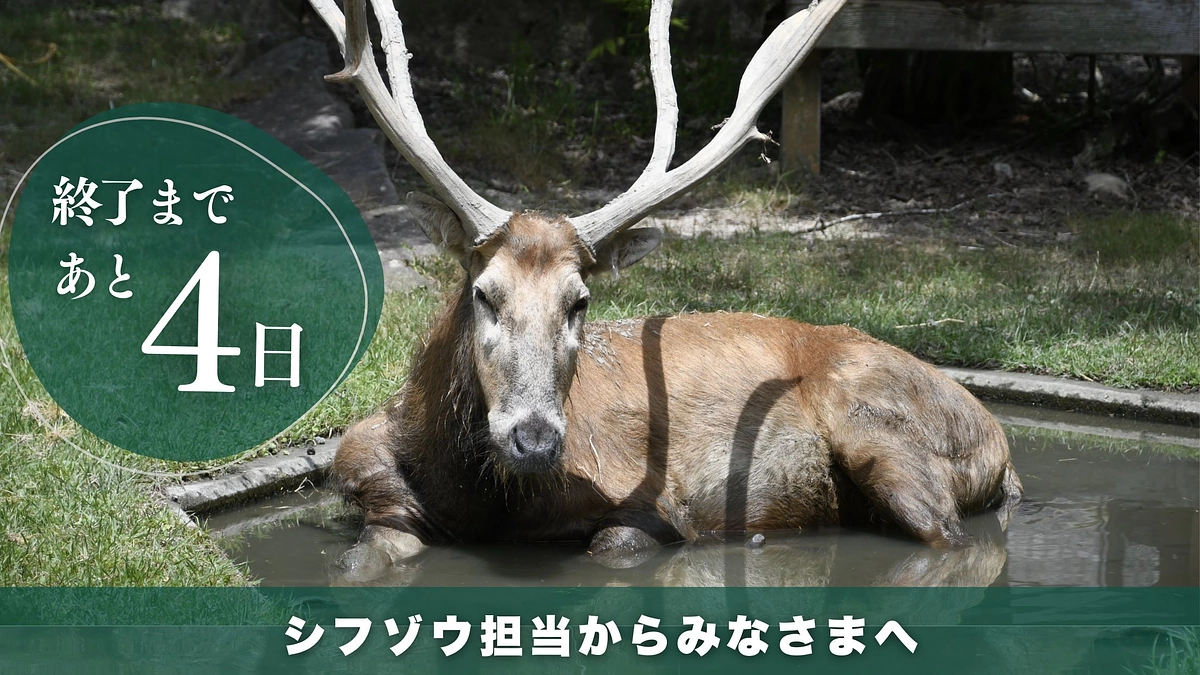 プロジェクト終了まであと４日　安佐動物公園のみどころ シフゾウ編