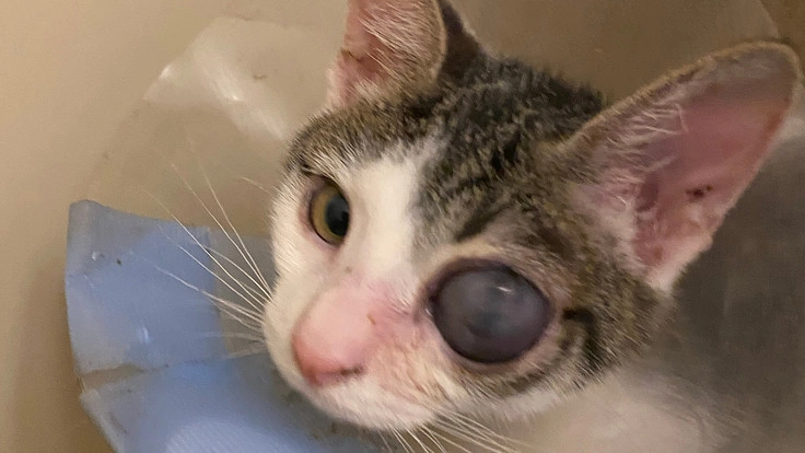 生後4ヶ月で眼摘手術をした保護子猫の手術治療費用ご支援お願いします