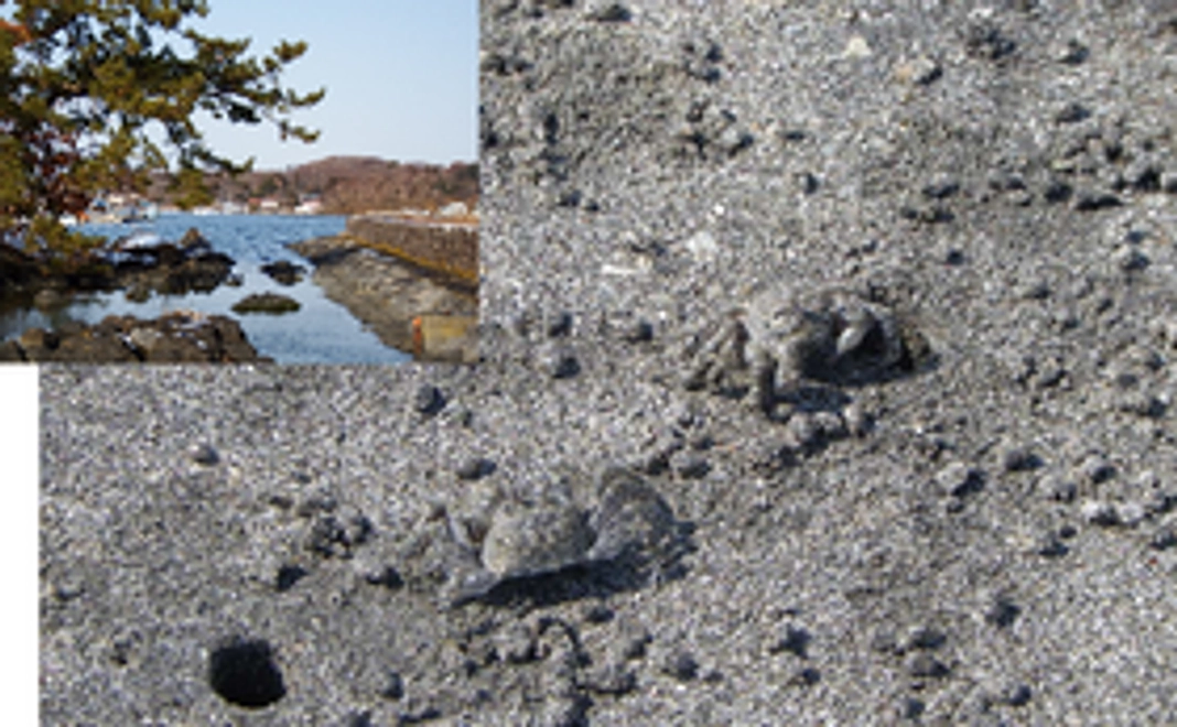 コメツキガニ調査応援コース