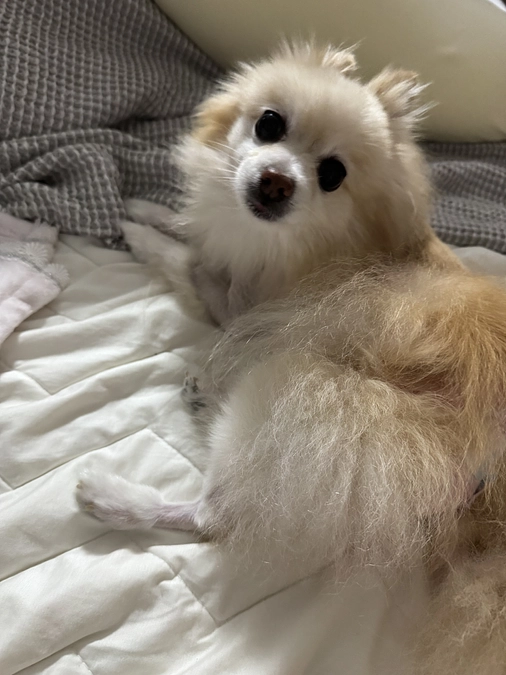 抜糸をしました