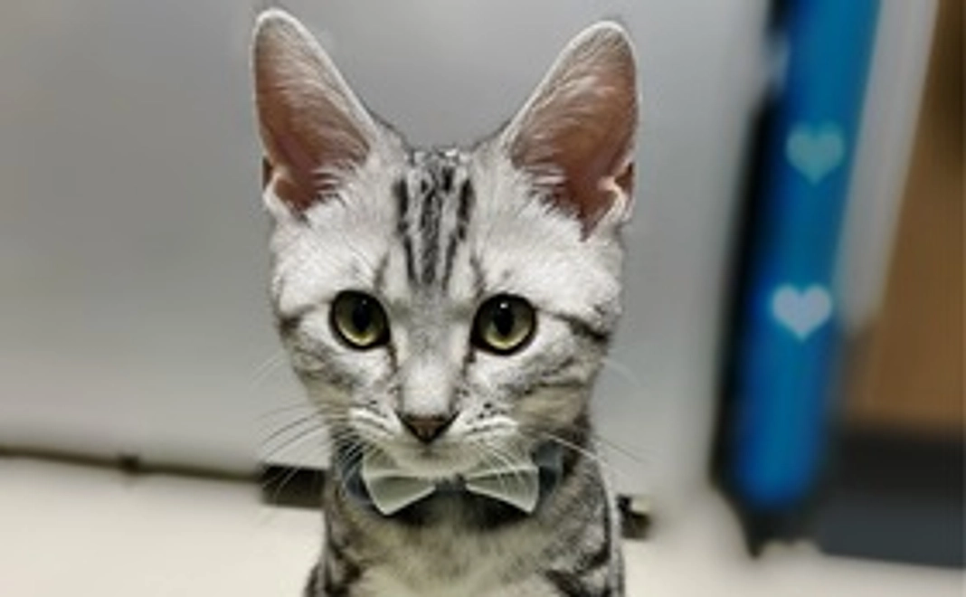 シルバくんのご支援ありがとうございます！