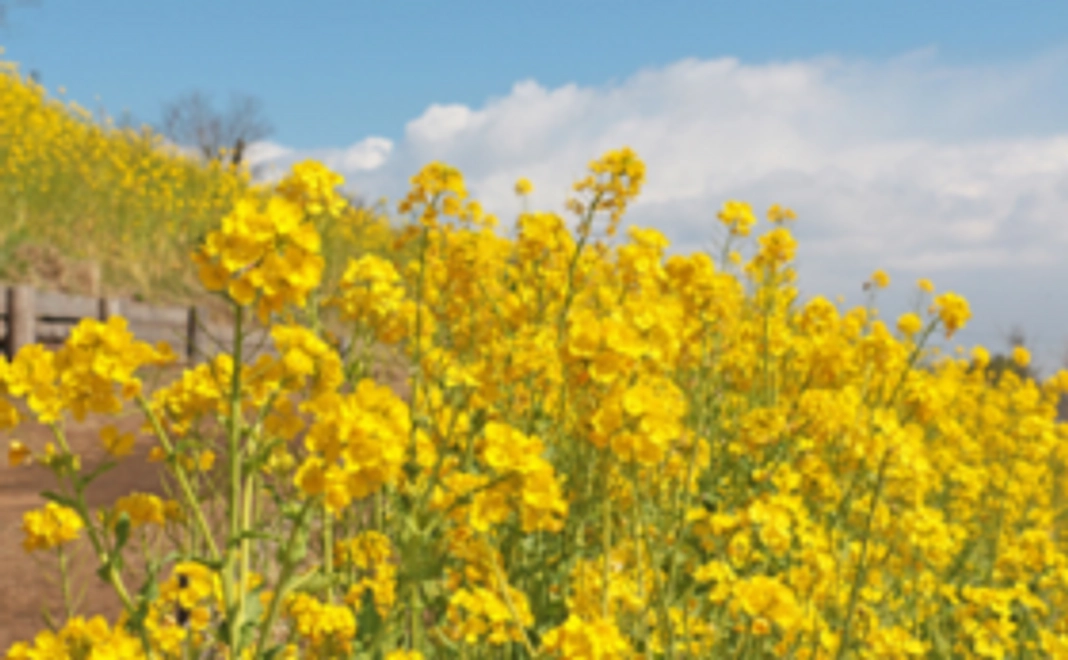 応援ファミリーコース3000