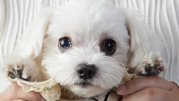 (心臓病)愛犬トワの僧帽弁閉鎖不全症の手術費のご支援お願い致します のトップ画像