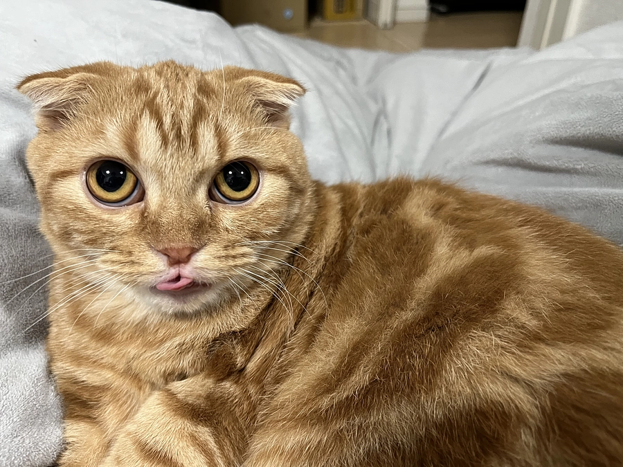 挑戦期間　残り8日