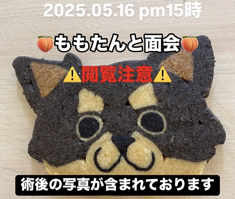 ももたんと面会してきました(術後当日)