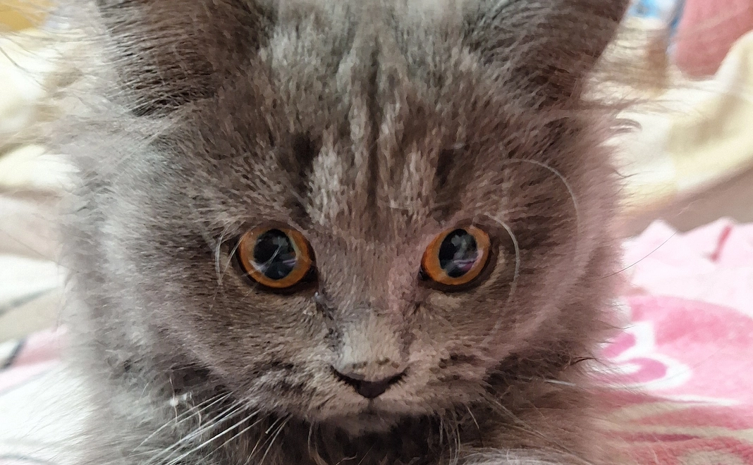 ポンちゃん明日のために7 リターン不要