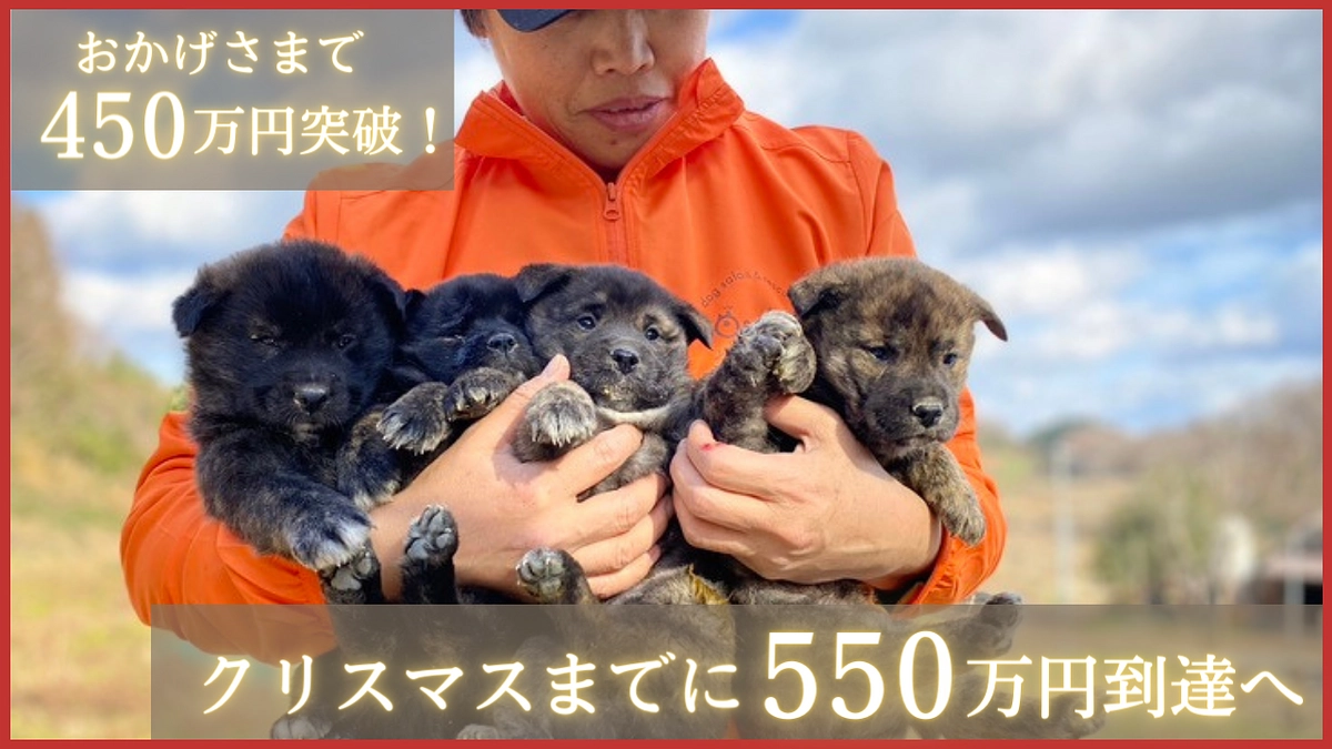 【祝！450万円突破！】昨日、子犬4匹を保護しました！