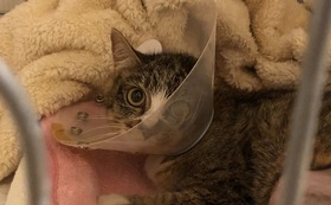 頑張れ 麦ちゃん